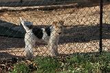 FOX TERRIER 482